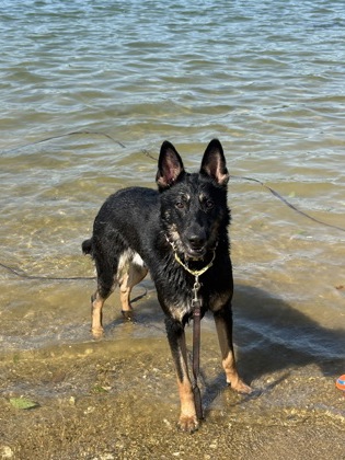 Shelter Stray Male Dog last seen Near Coiles Rd, 21225, MD, 301 Stockholm St, Baltimore, MD 21230, USA