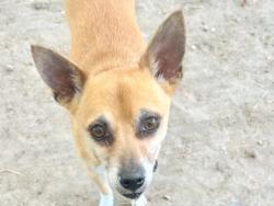 Shelter Stray Male Dog last seen Lemons Avenue, Hutto, City of Hutto, TX, 1855 SE Inner Loop, Georgetown, TX 78626, USA