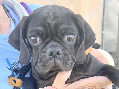 Shelter Stray Male Dog last seen County road 328, Williamson County, TX, 1855 SE Inner Loop, Georgetown, TX 78626, USA