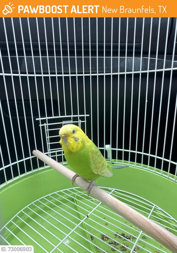 Found/Stray Female Bird last seen Hueco Springs Loop, New Braunfels, TX 78132