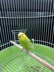 Found/Stray Female Bird last seen Hueco Springs Loop, New Braunfels, TX 78132