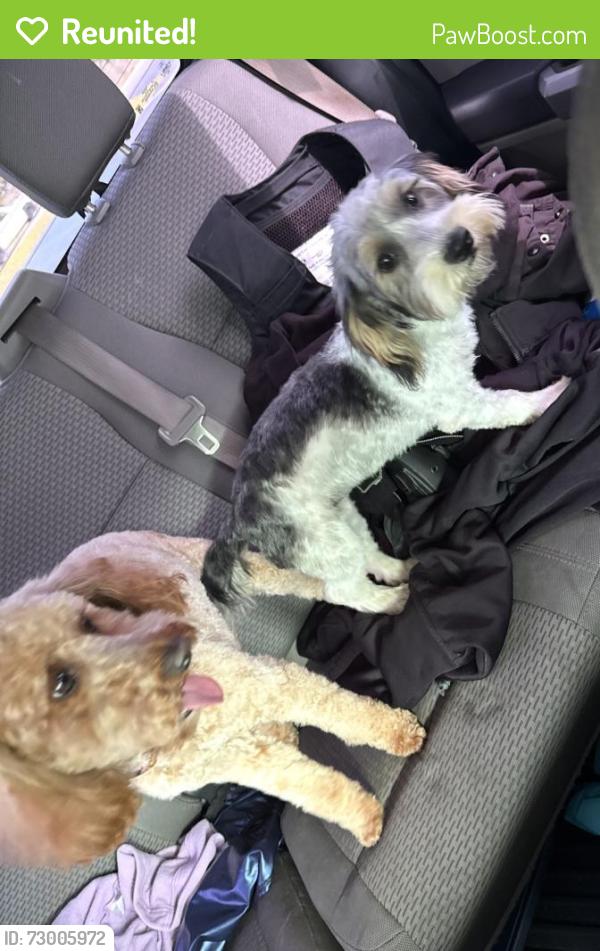Reunited Female Dog last seen Smokerise , Mobile, AL 36695