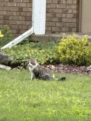 Found/Stray Unknown Cat last seen Okemos public library, Okemos, MI 48864