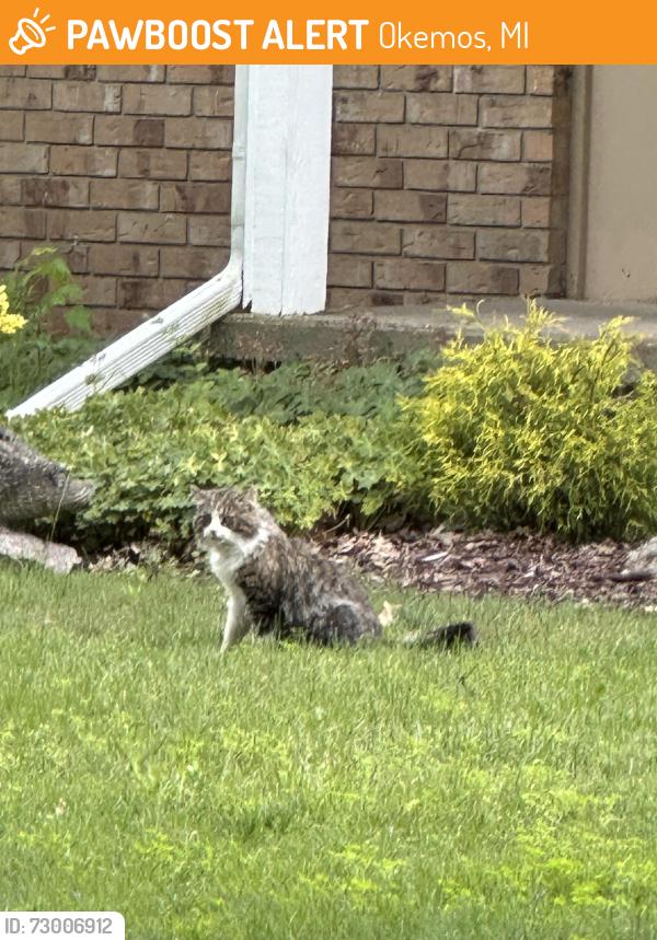 Found/Stray Unknown Cat last seen Okemos public library, Okemos, MI 48864