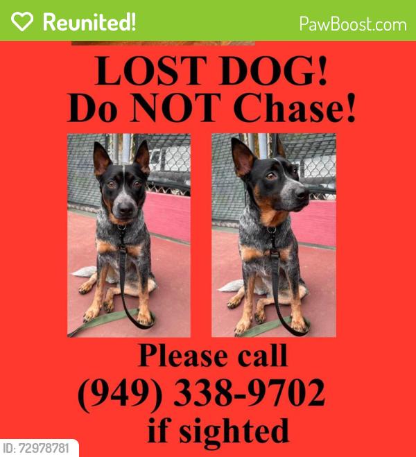Reunited Female Dog last seen Moulton meadows park, Laguna Beach, CA 92651