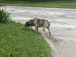 Found/Stray Male Dog last seen 80th & guion rd, Indianapolis, IN 46268