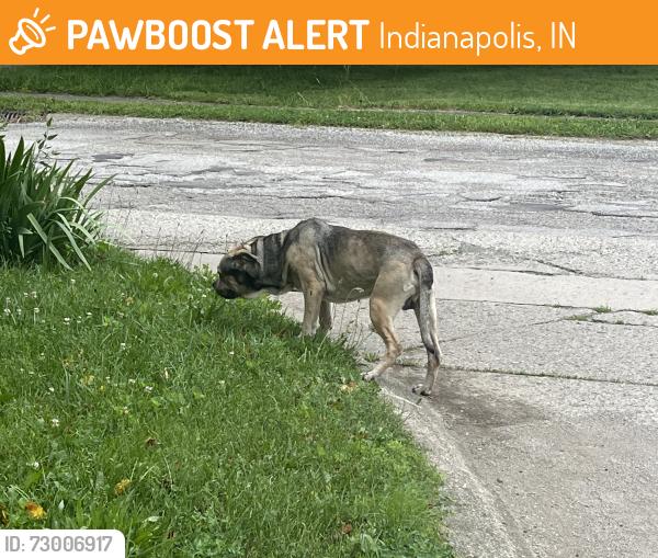 Found/Stray Male Dog last seen 80th & guion rd, Indianapolis, IN 46268