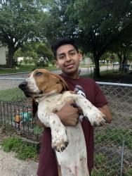 Reunited Male Dog last seen Illinois and Hampton , Dallas, TX 75224