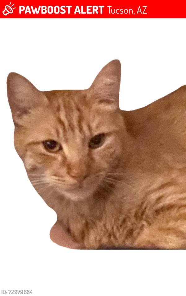 Lost Male Cat last seen stella and prudence, Tucson, AZ 85730