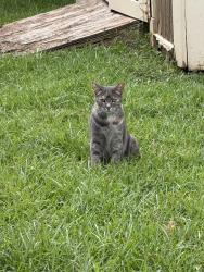 Found/Stray Female Cat last seen Jack Elementary, Tyler, TX 75703