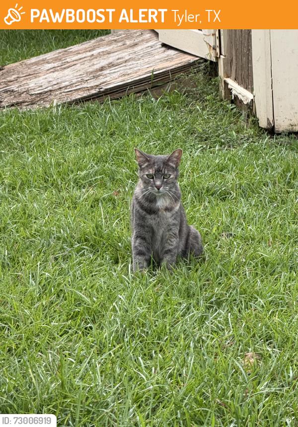 Found/Stray Female Cat last seen Jack Elementary, Tyler, TX 75703