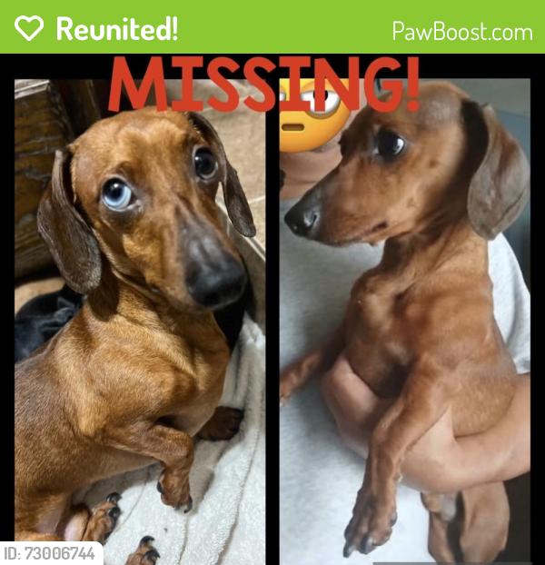 Reunited Male Dog last seen Near S. Colorado Ave, Mercedes, TX 78570