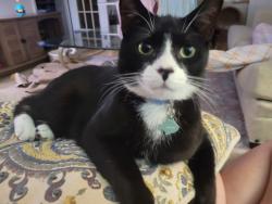 Lost Male Cat last seen Bonifant Rd , Silver Spring, MD 20905