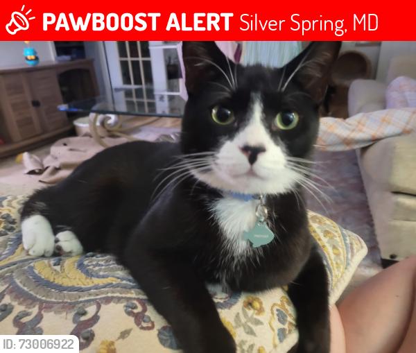 Lost Male Cat last seen Bonifant Rd , Silver Spring, MD 20905