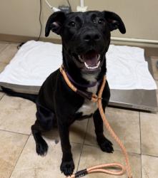 Shelter Stray Female Dog last seen N Williams Ave & NE Tillamook St, PORTLAND, OR, 97227, 1700 W Historic Columbia River Hwy, Troutdale, OR 97060, USA