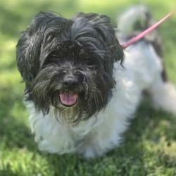 Shelter Stray Female Dog last seen Murrieta Avenue, LIVERMORE, CA, 94551, 8323 Baldwin St, Oakland, CA 94621, USA