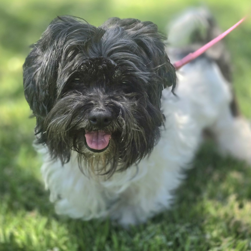 Shelter Stray Female Dog last seen Murrieta Avenue, LIVERMORE, CA, 94551, 8323 Baldwin St, Oakland, CA 94621, USA