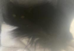 Shelter Stray Female Cat last seen Near S Hummelstrasse, Holladay, UT, 84117, 511 W 3900 S, Salt Lake City, UT 84123, USA