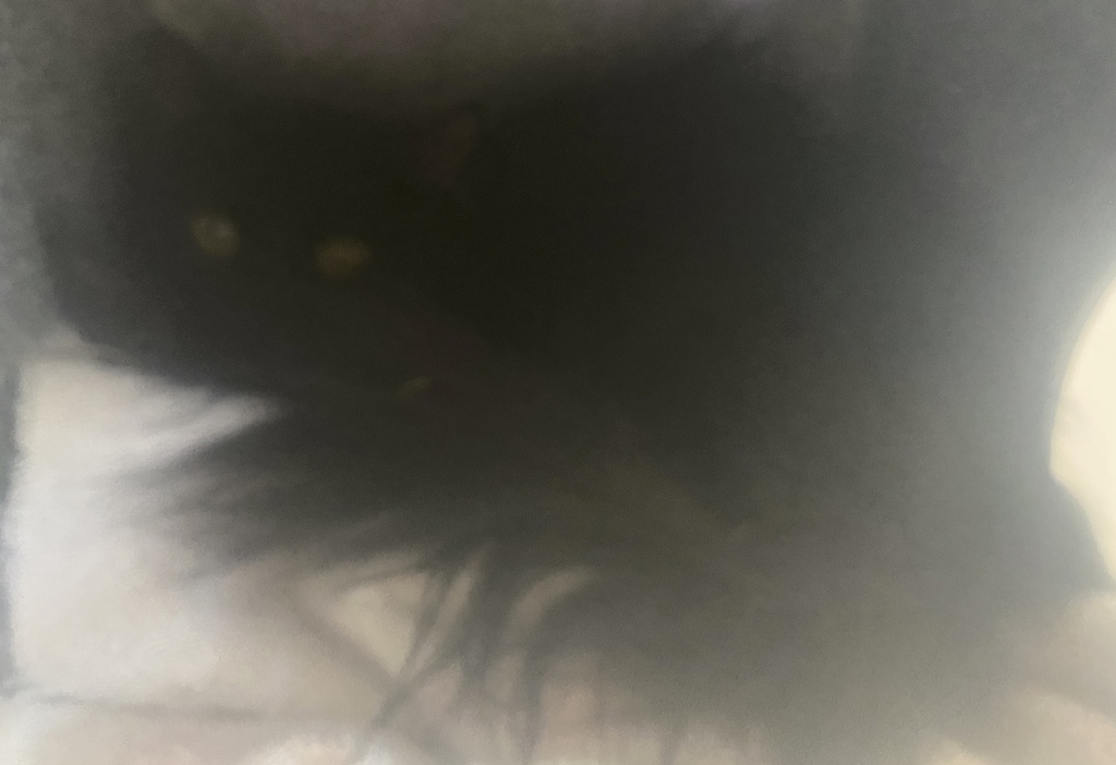 Shelter Stray Female Cat last seen Near S Hummelstrasse, Holladay, UT, 84117, 511 W 3900 S, Salt Lake City, UT 84123, USA