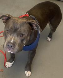 Shelter Stray Female Dog last seen Near S 400 E, SALT LAKE CITY, UT, 84104, 511 W 3900 S, Salt Lake City, UT 84123, USA