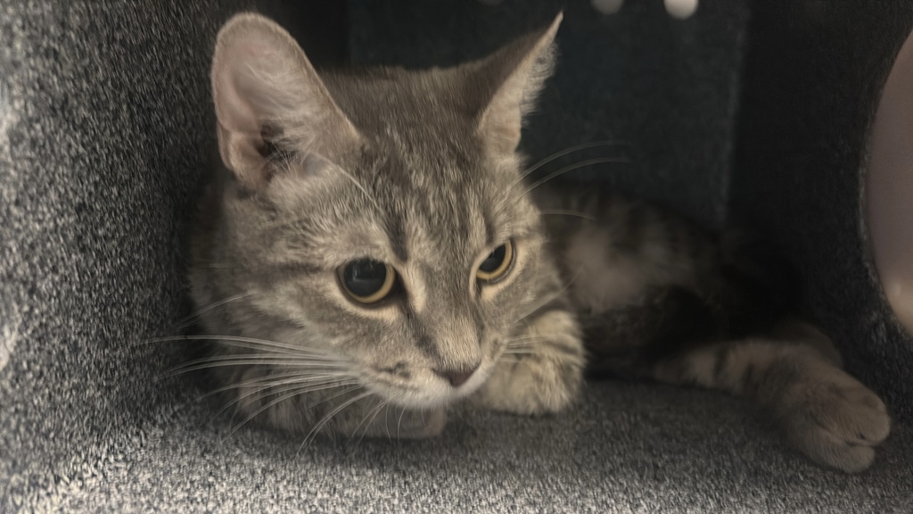 Shelter Stray Female Cat last seen Near University Avenue, BRONX, NY, 10468, 326 E 110th St, New York, NY 10029, USA