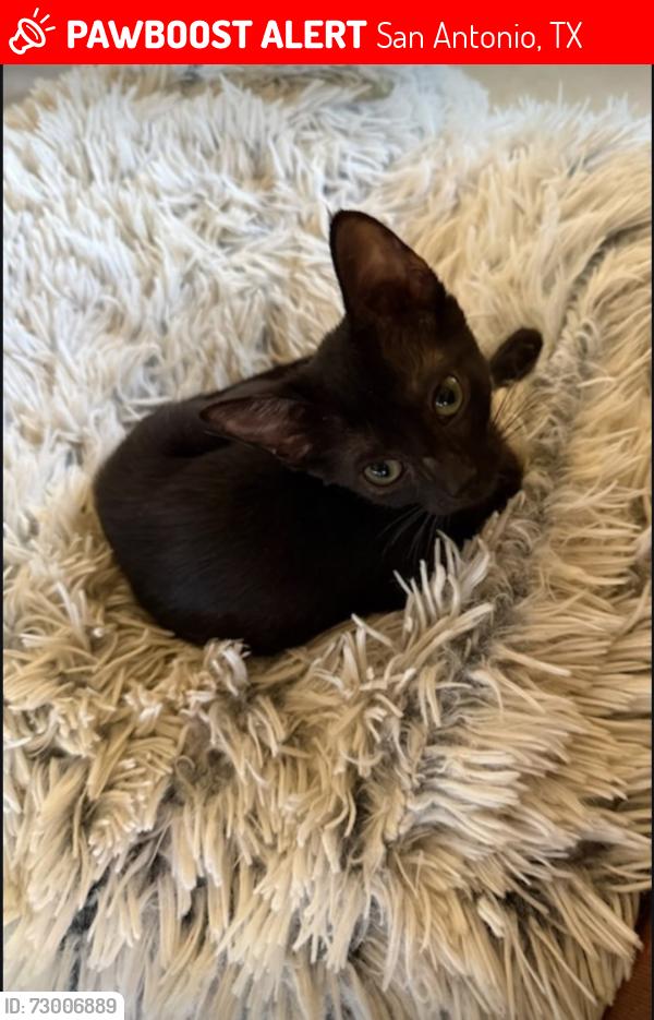 Lost Female Cat last seen The Wren apmts , San Antonio, TX 78213