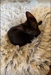 Lost Female Cat last seen The Wren apmts , San Antonio, TX 78213