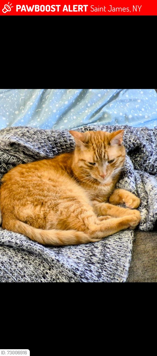 Lost Male Cat last seen Cambon Avenue , Saint James, NY 11780