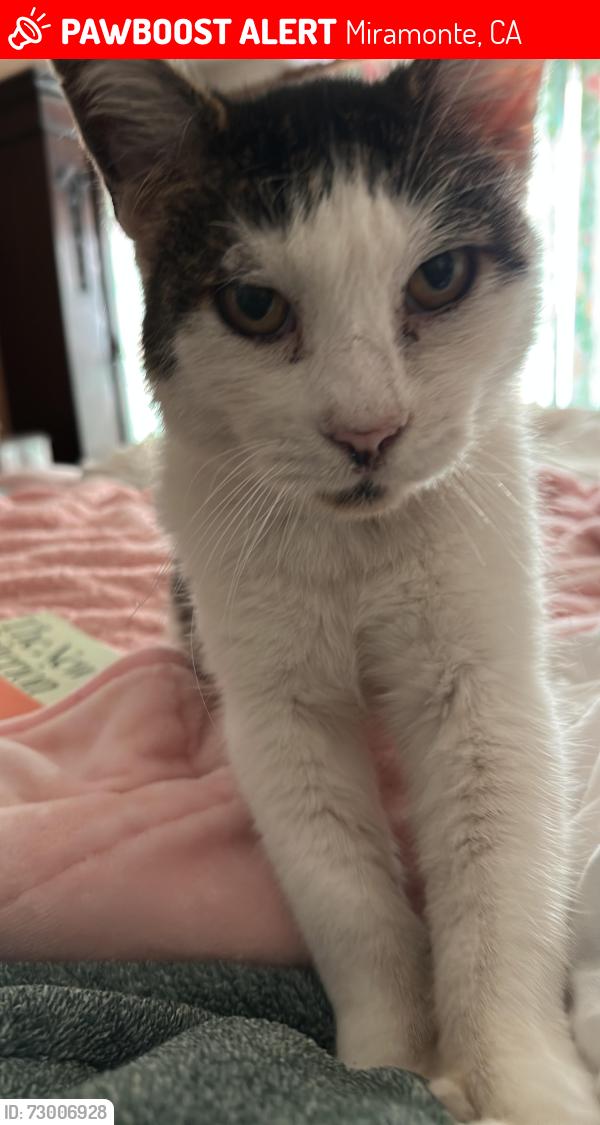 Lost Male Cat last seen Val Mesa & Miramonte Dr Fullerton, Miramonte, CA 93641