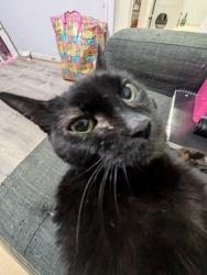 Reunited Female Cat last seen Ria, Laundromat, Nail Salon, Queens, NY 11377