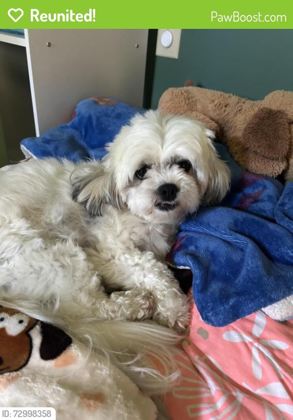 Reunited Female Dog last seen 6th street , Hickory, NC 28601