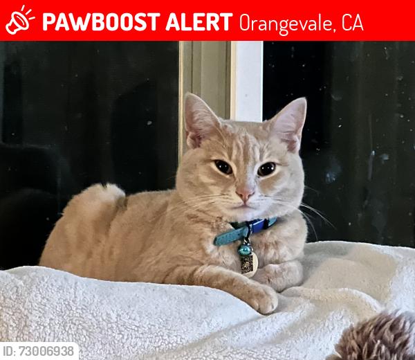 Lost Female Cat last seen Orangevale Community Park, Orangevale, CA 95662