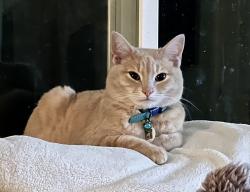 Lost Female Cat last seen Orangevale Community Park, Orangevale, CA 95662