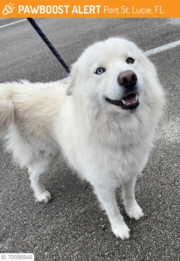 Found/Stray Unknown Dog last seen Port St. Lucie, Port St. Lucie, FL 34986
