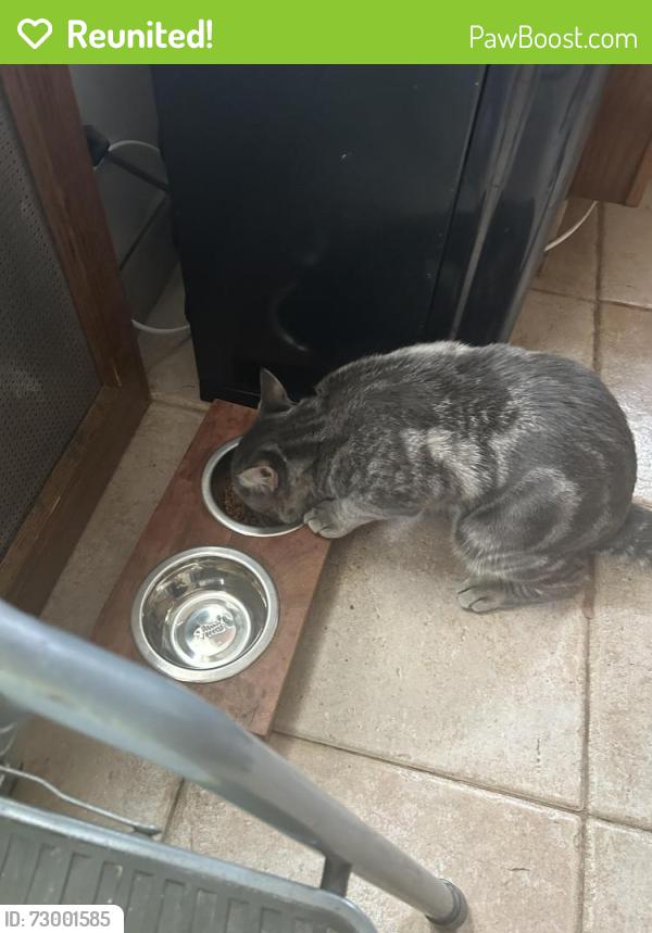 Reunited Male Cat last seen 248th street and Francis Lewis blvd, Queens, NY 11422