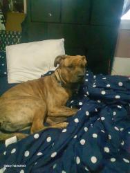 Lost Male Dog last seen 30st and 111ave , Edmonton, AB T5W 4S2