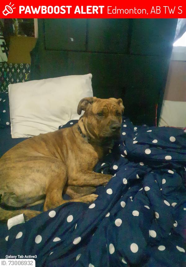 Lost Male Dog last seen 30st and 111ave , Edmonton, AB T5W 4S2