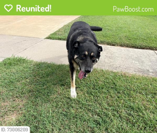 Reunited Female Dog last seen Edinburgh and S 360, Arlington, TX 76018