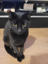 Reunited Female Cat last seen Charles Street Basingstoke Rg22 6td , Hampshire, England RG22 6TD