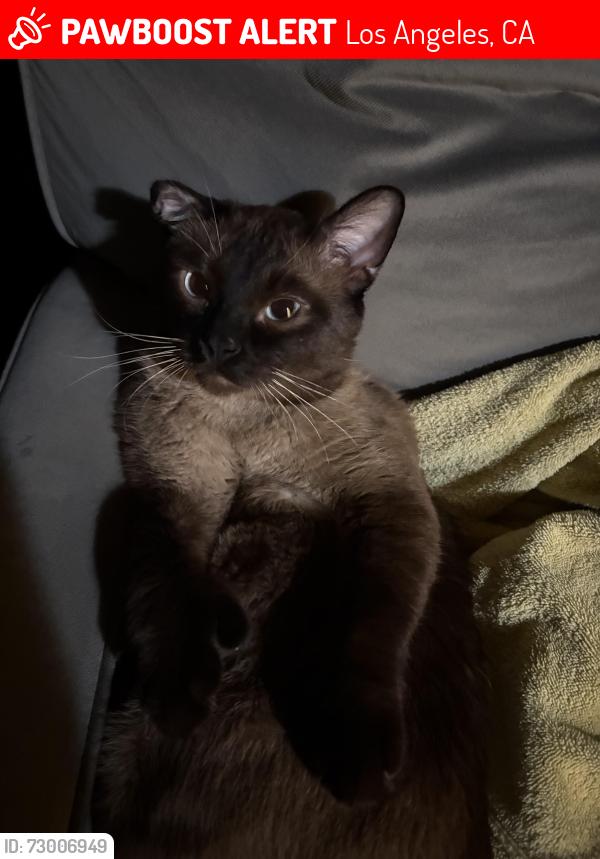 Lost Male Cat last seen Sylmar st, Los Angeles, CA 91402