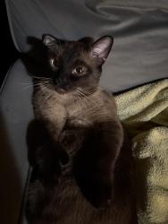 Lost Male Cat last seen Sylmar st, Los Angeles, CA 91402
