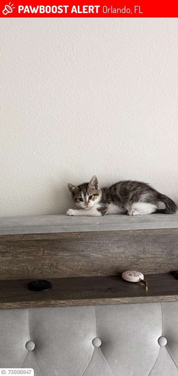 Lost Male Cat last seen Pioneers way, Orlando, FL 32832