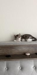 Lost Male Cat last seen Pioneers way, Orlando, FL 32832