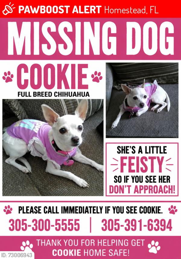 Lost Female Dog last seen Keysgat charter school, Homestead, FL 33035