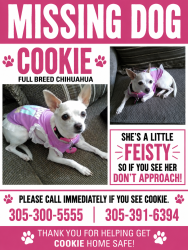 Lost Female Dog last seen Keysgat charter school, Homestead, FL 33035
