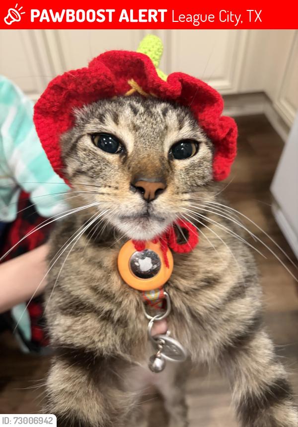 Lost Male Cat last seen Clear creek village neighborhood , League City, TX 77573