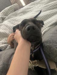 Reunited Female Dog last seen Mountain park apmts , Phoenix, AZ 85044