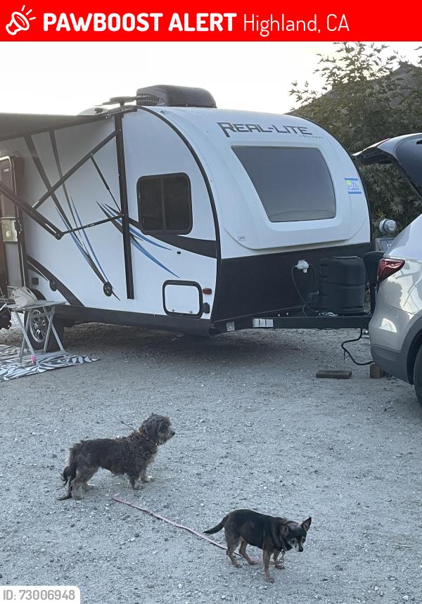 Lost Female Dog last seen Mountain Shadows mobile home park , Highland, CA 92346