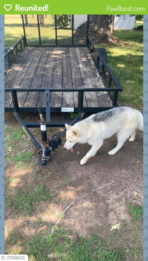 Reunited Unknown Dog last seen Bethabra and talon, Winston-Salem, NC 27106