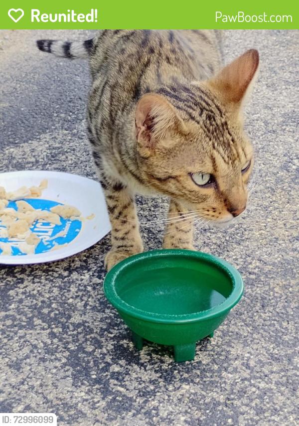 Reunited Male Cat last seen Pinnacle Drive (Woodspring Suites), Johnson City, TN 37615